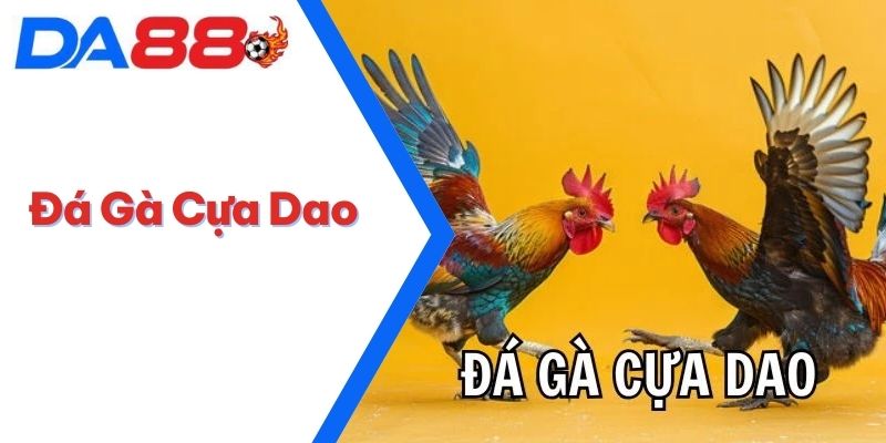 Đá Gà Cựa Dao - Sự Kịch Tính Đỉnh Cao Trong Từng Trận Đấu 1 Đá Gà Cựa Dao