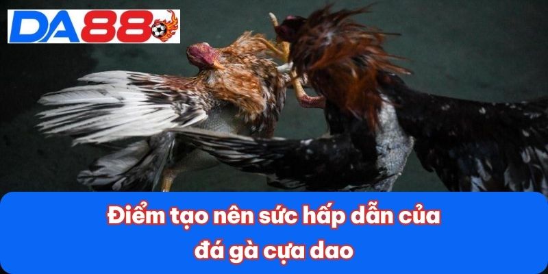 Đá Gà Cựa Dao - Sự Kịch Tính Đỉnh Cao Trong Từng Trận Đấu 3 Điểm tạo nên sức hấp dẫn của đá gà cựa dao