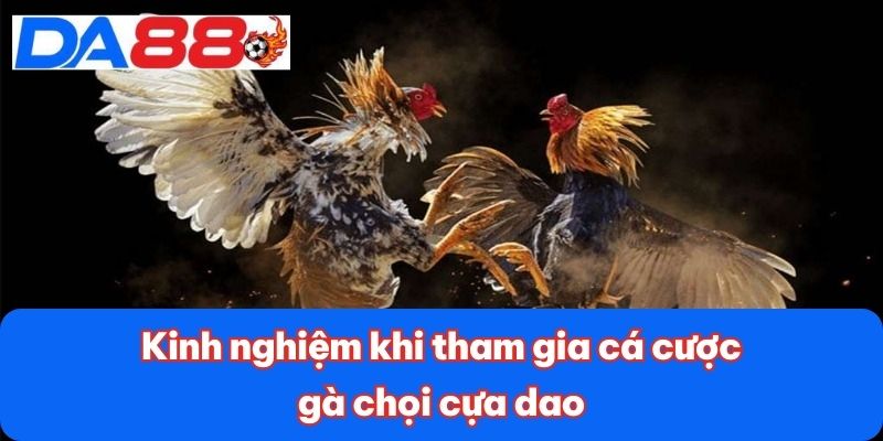 Đá Gà Cựa Dao - Sự Kịch Tính Đỉnh Cao Trong Từng Trận Đấu 4 Kinh nghiệm khi tham gia cá cược gà chọi cựa dao