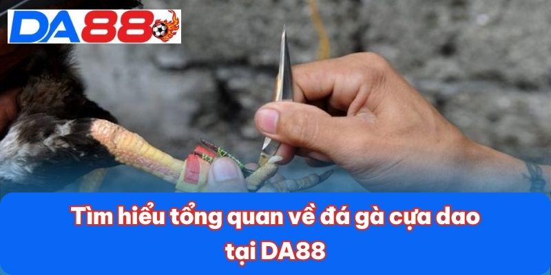 Đá Gà Cựa Dao - Sự Kịch Tính Đỉnh Cao Trong Từng Trận Đấu 2 Tìm hiểu tổng quan về đá gà cựa dao tại DA88
